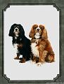 Shandy & Casey 1